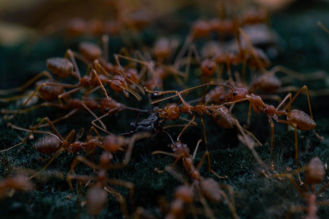 Why Ants Love Florida Kitchens (And How to Slow Them Down)
