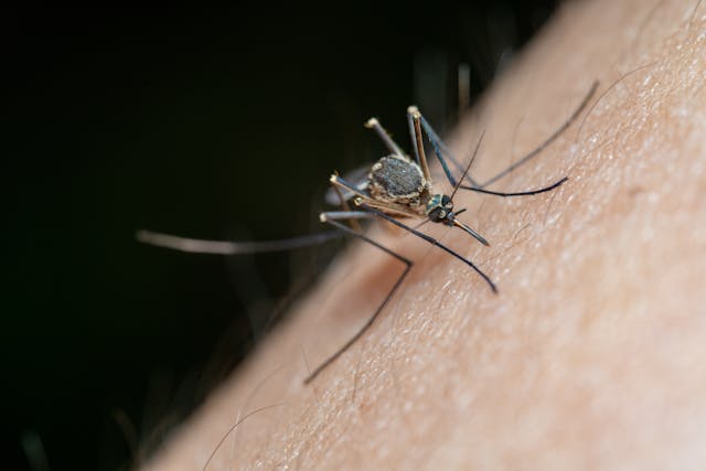 Mosquito Hotspots Around the Yard